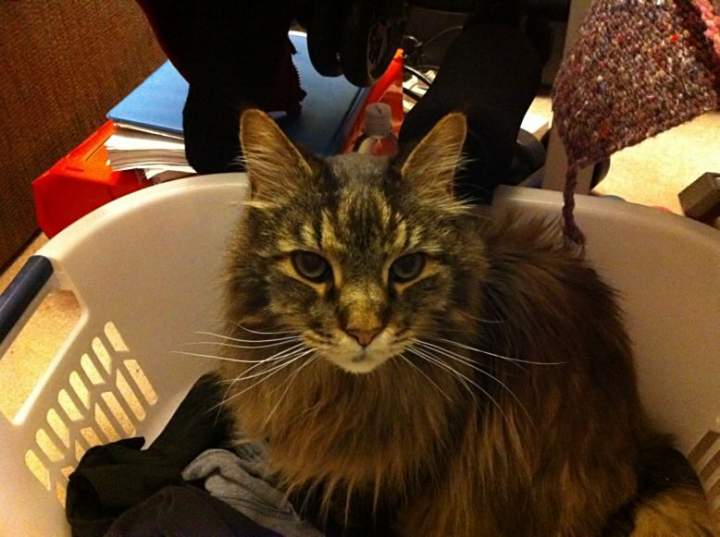WILLIE IN LAUNDRY BASKET