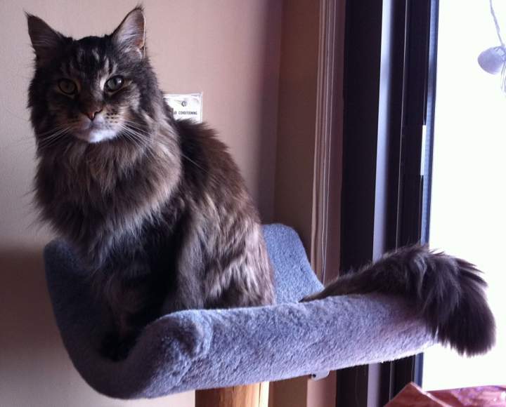 WILLIE ON HIS CAT TREE