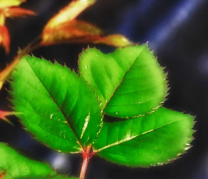 v1.hdr copy