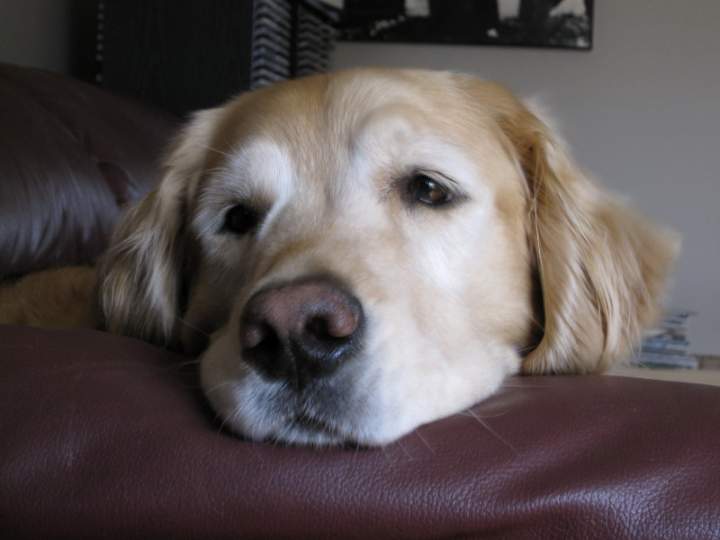 Zoey