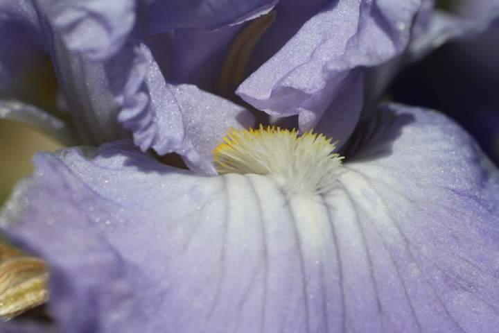 Macro of an iris flower growing in my backyard.