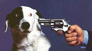 shoot this dog