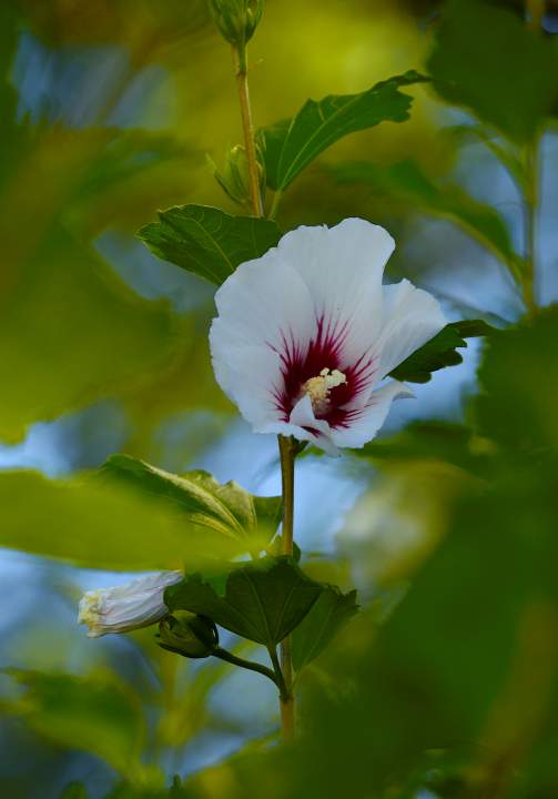 flower 0psd