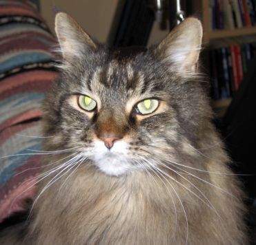 Willie, Couch Cat
Resized