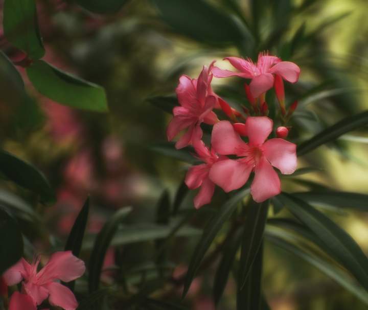 flower20