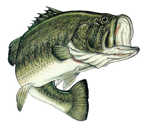 Largemouth 600x 530