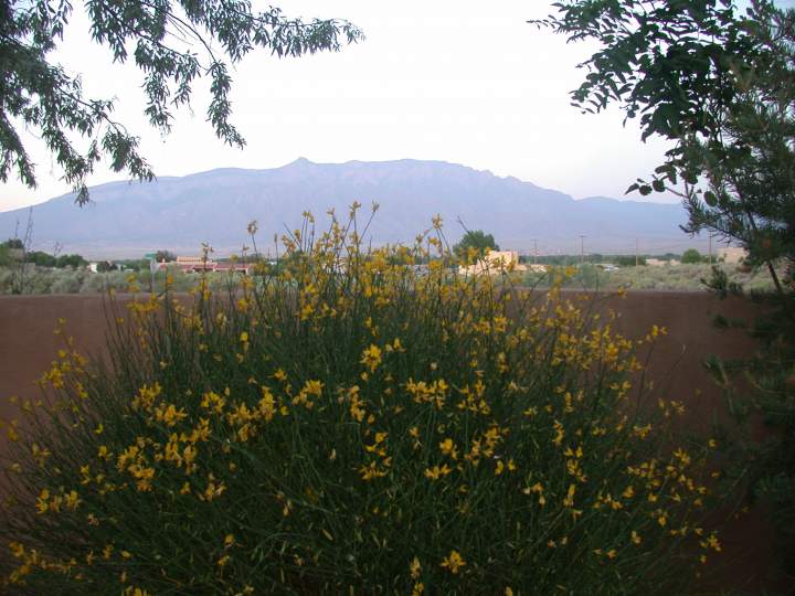 Drinking morning in the back yard every morning