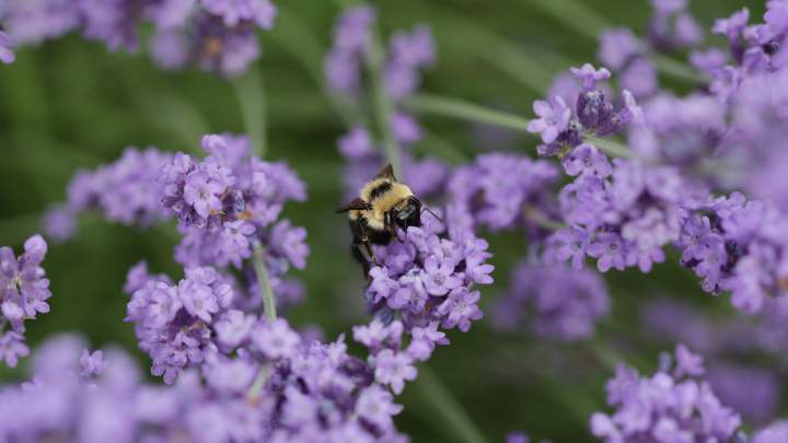 Hungry Bee.
Hand-held macro