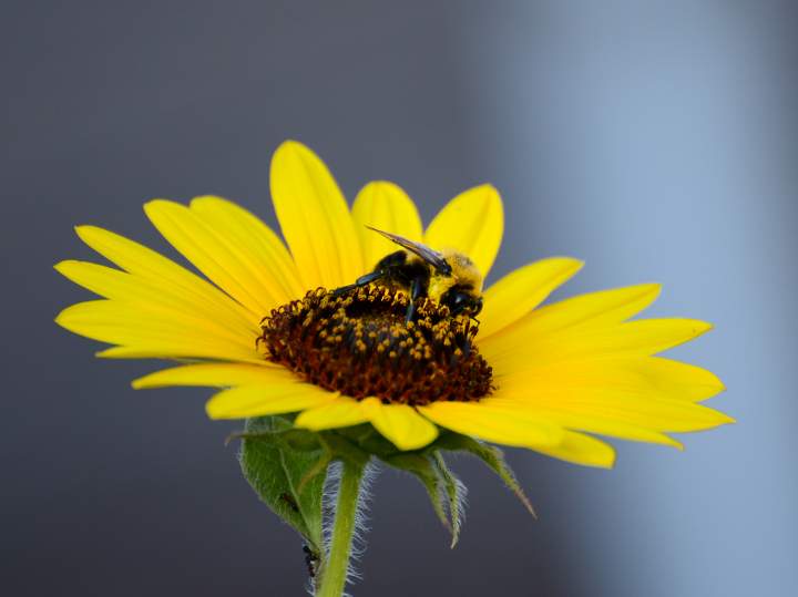 bee copy
