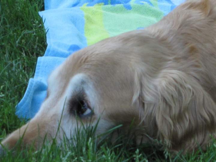 Reuben