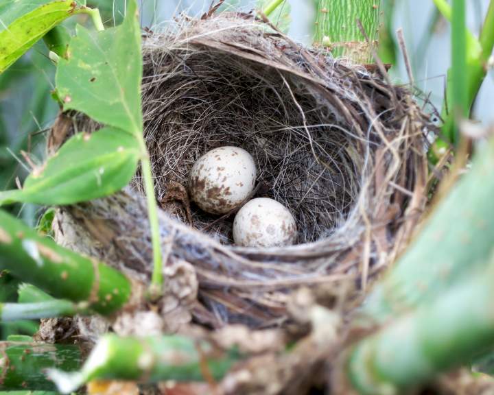 Abandoned Sparrows Nest