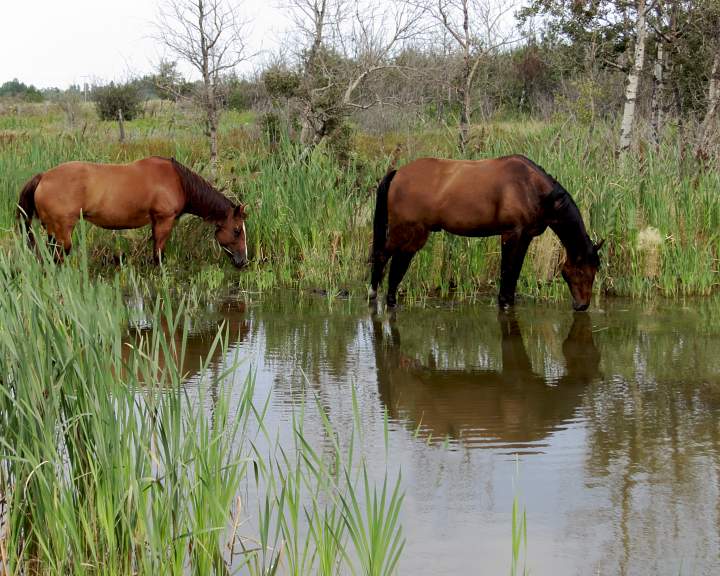 Horses