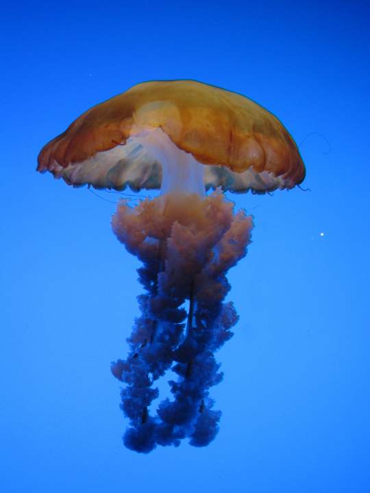 - jellyfish 2