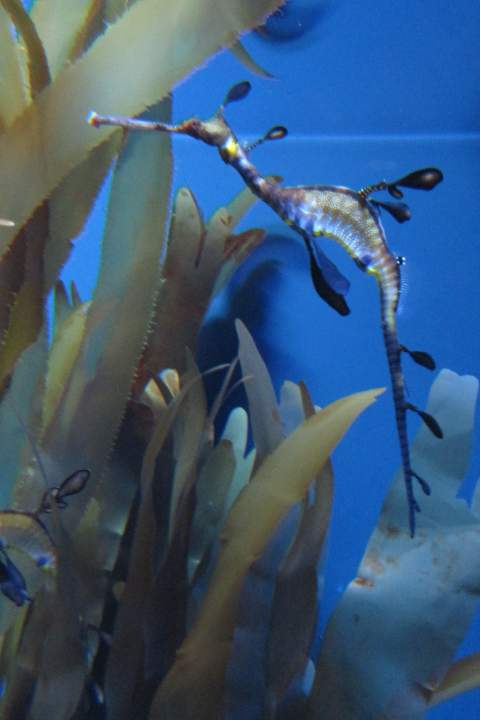 - Seahorse