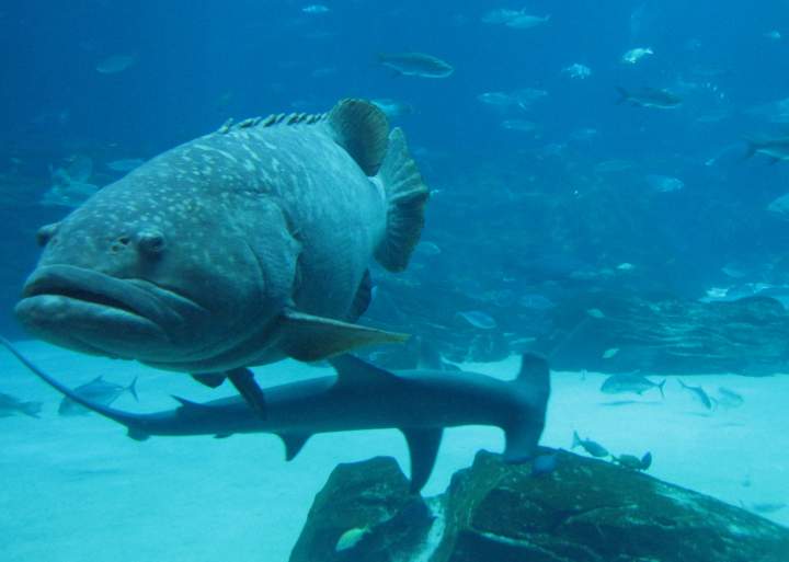 - fish1