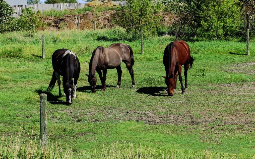 Asquith Horses Resize