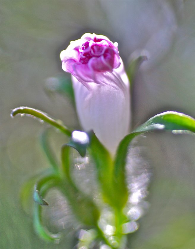 (Untitled)