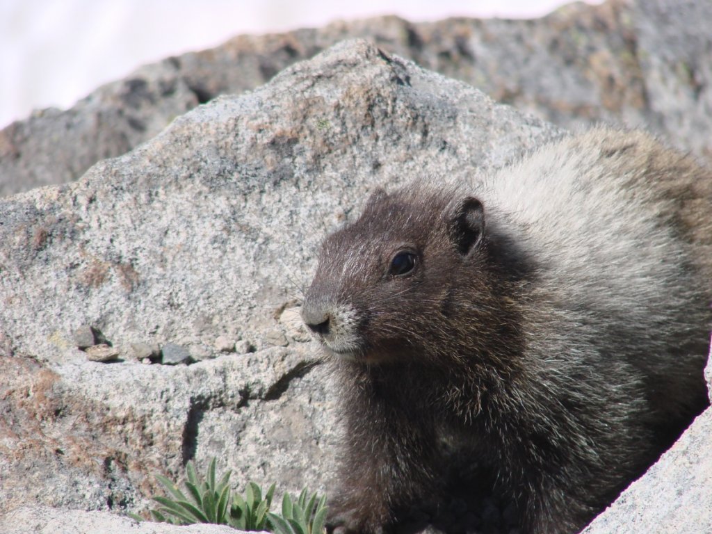 Furry friend on Mount Rainier