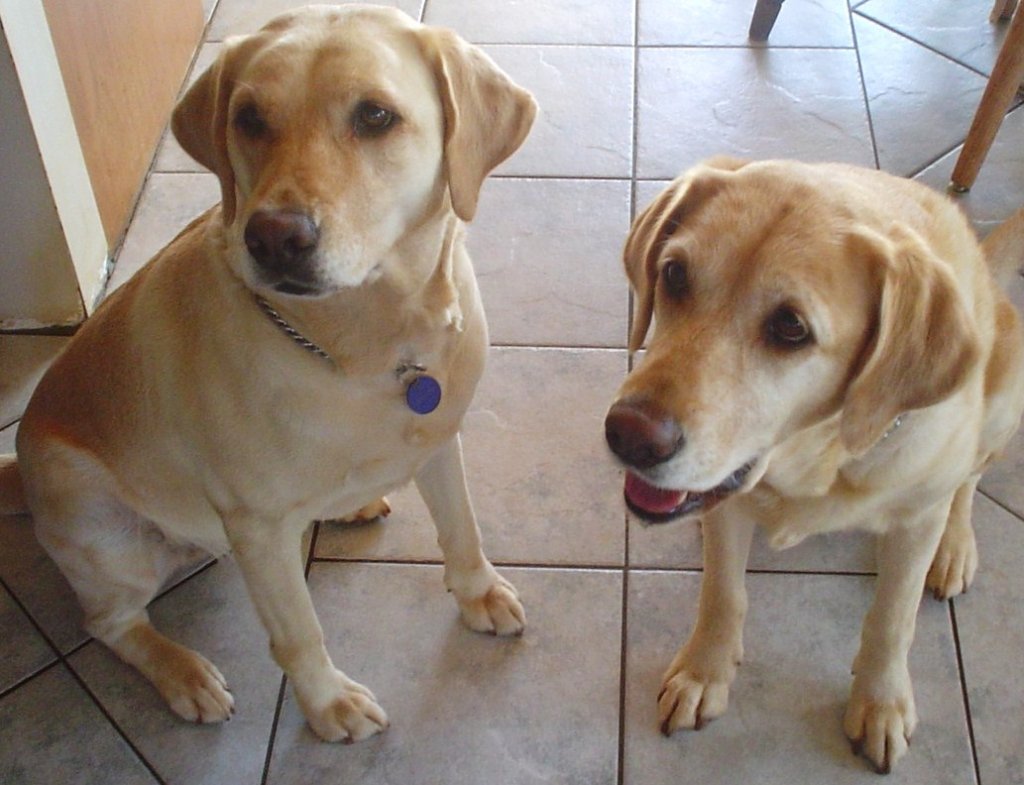 Pearl & Willow