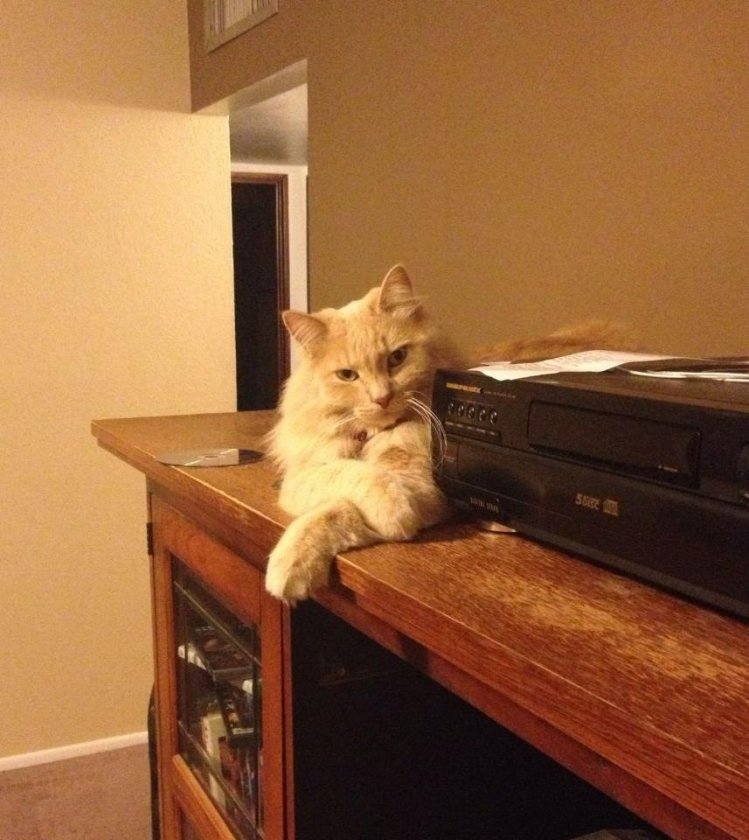 Dexter the Audiophile