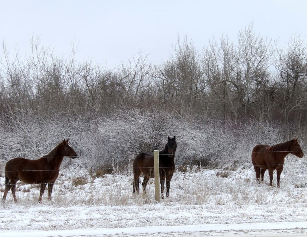 Three Amigos 1Resize