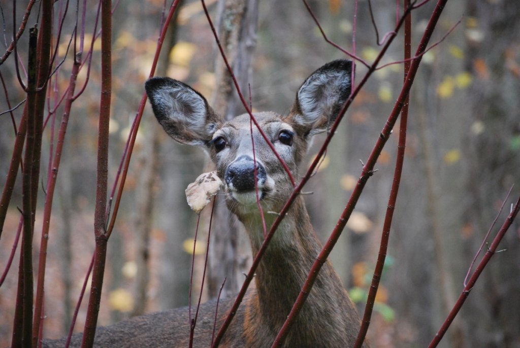 backyard visitor