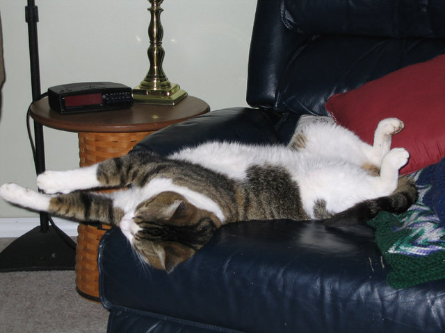 Jones - Jones working his way into a Playcat pose.
