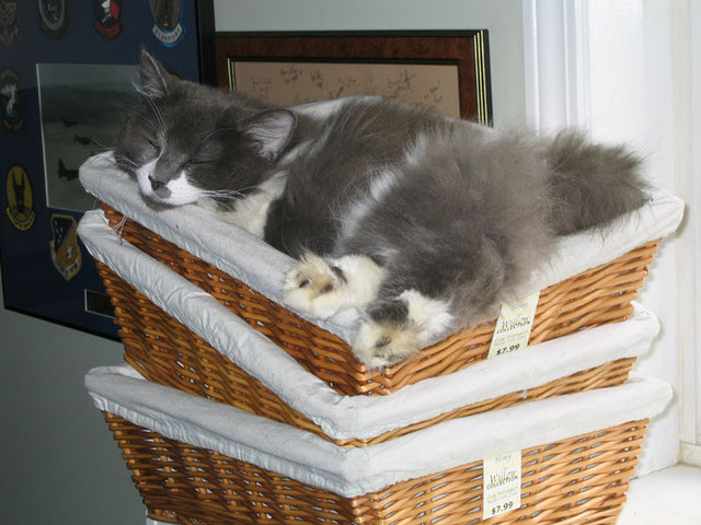 Classic Miss Thang - Miss Thang sleeping in a basket meant for my office paperwork.