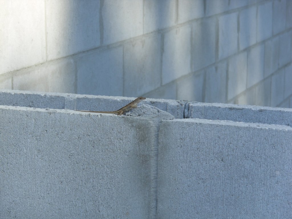 Typical FL stowaway