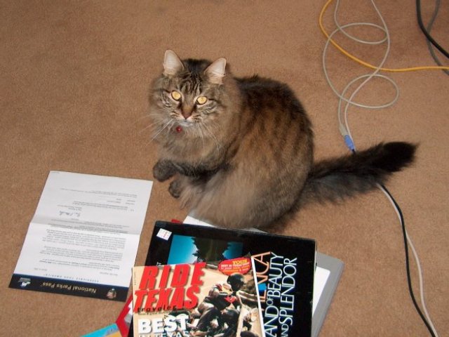 kitty