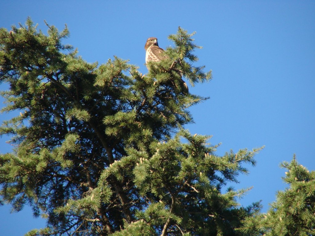 Mystery Bird