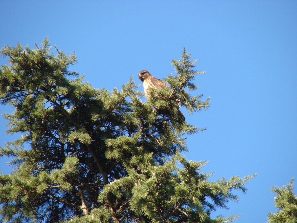 Mystery Bird 2