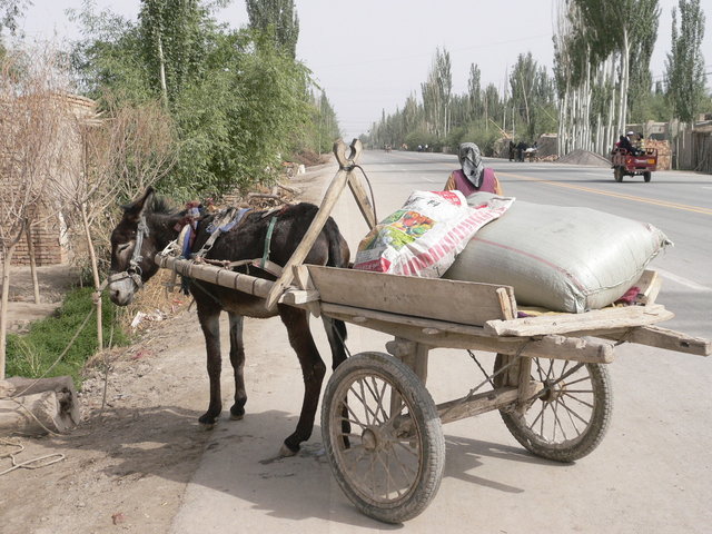 Donkey & cart along the Silk Road