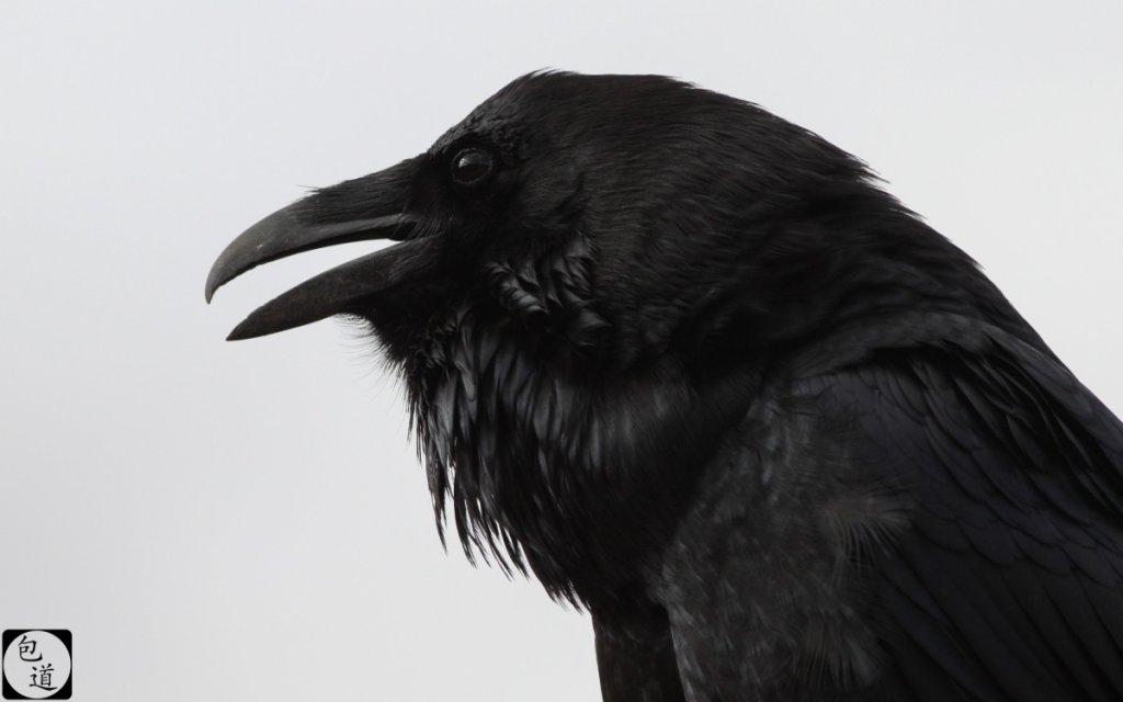 RavenWWP