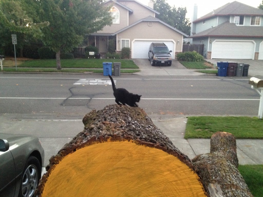 happy cat on the elm tree