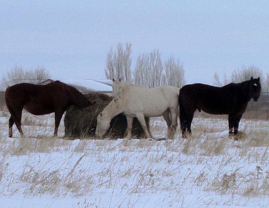 Cory Road Horses Resize