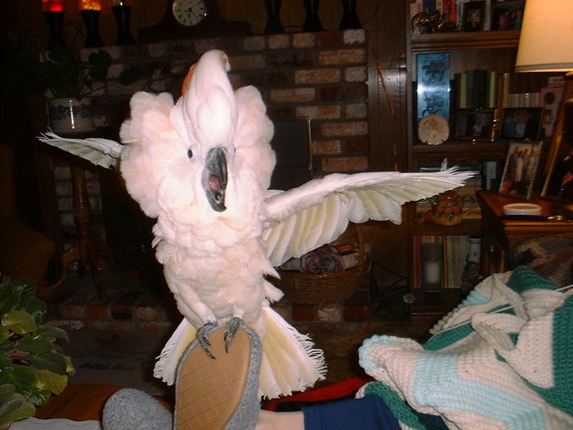 Dandy my Cockatoo