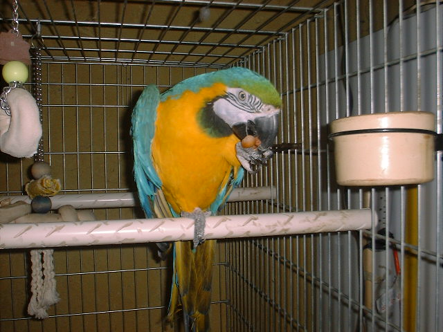 Goldy My Macaw