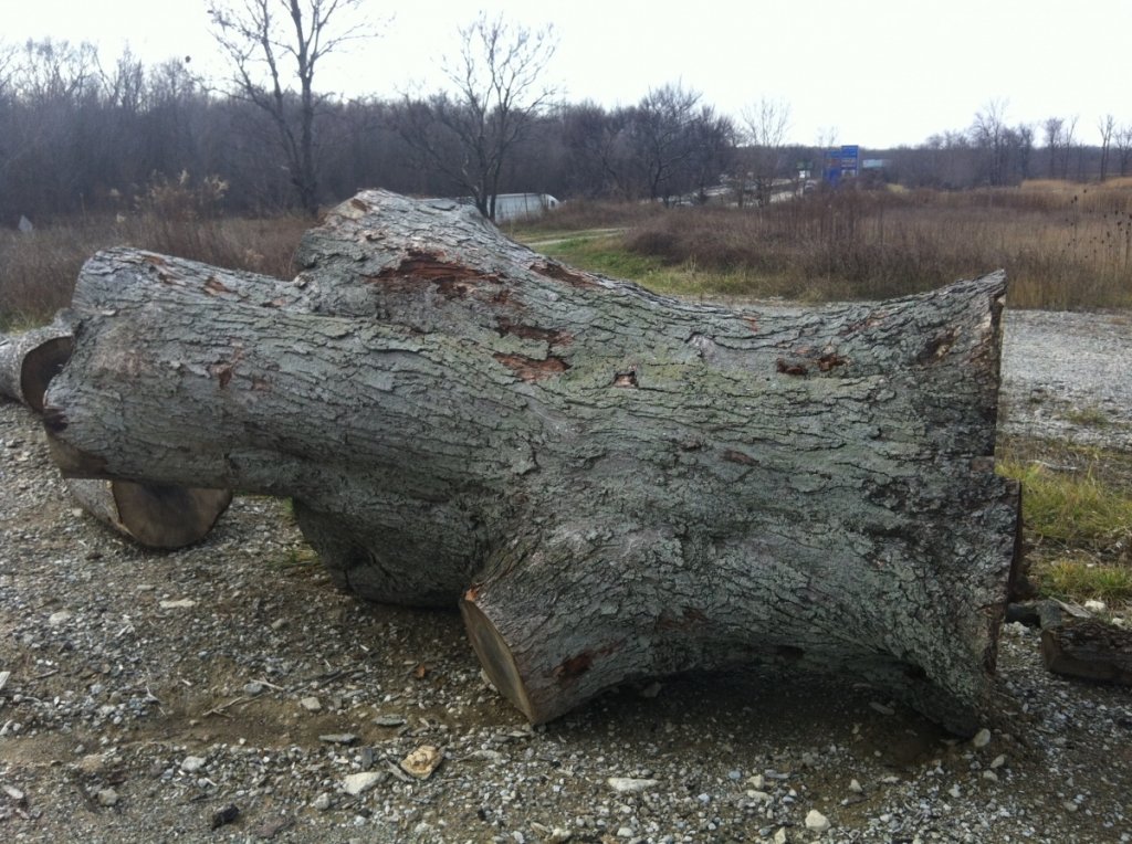 Big Maple at city dump that I reclaimed....