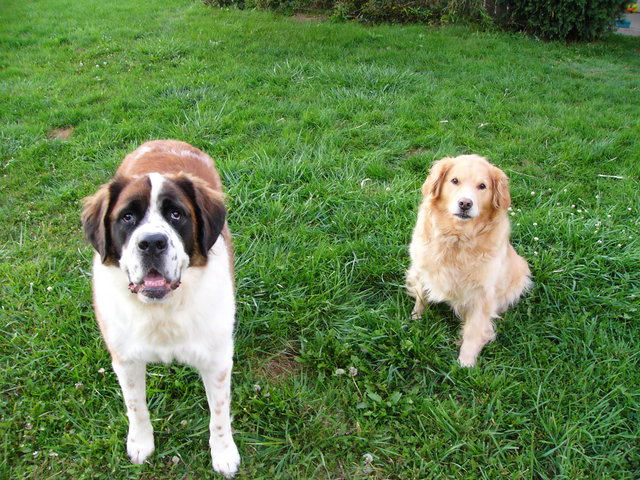 Dogs_002