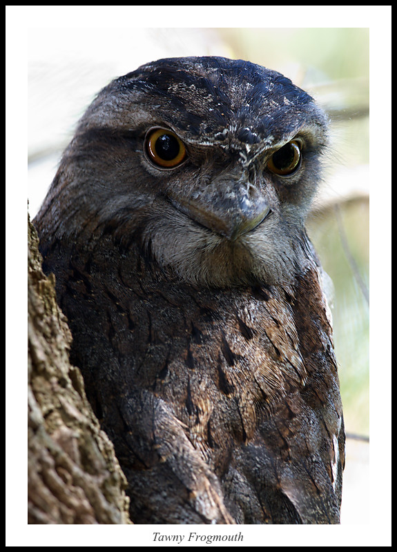 Tawny Frogmouth in Sydney - often mistaken for an owl.