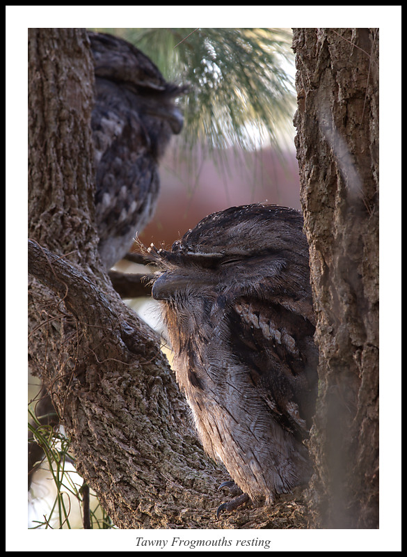 Tawny Frogmouths resting