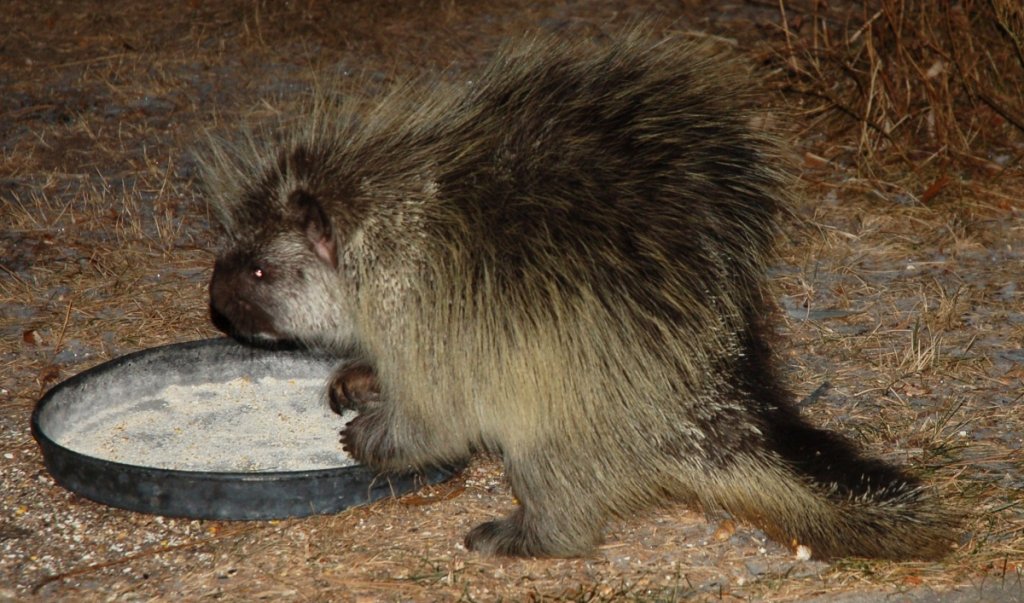 Porcupine outside my Brother's house in Colorado Springs