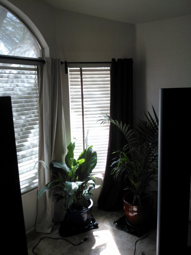 Plants behind right speaker to provide some diffusion.