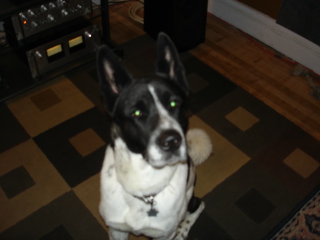 This is Deisel. "Big Ass Dog"