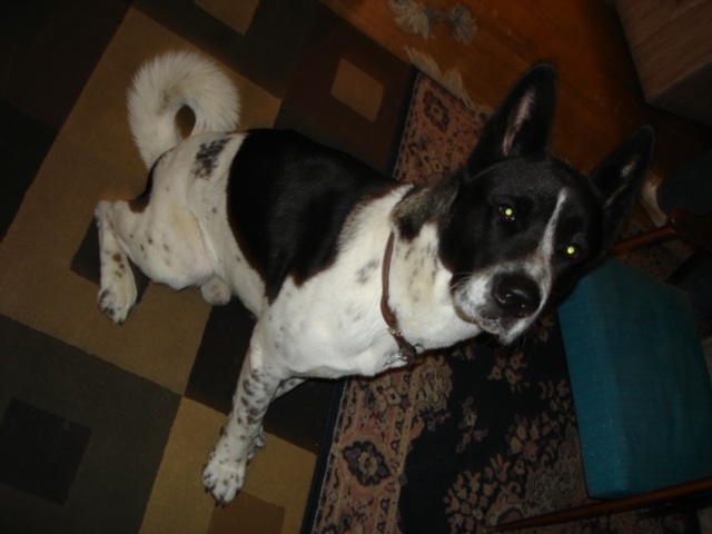 Diesel