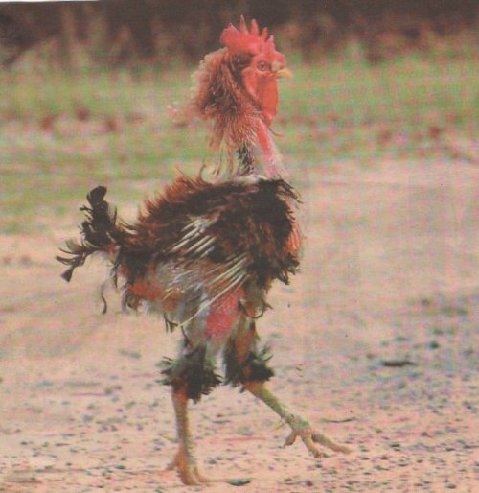 Rough Rooster