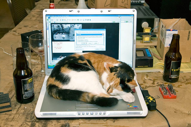 Catnap