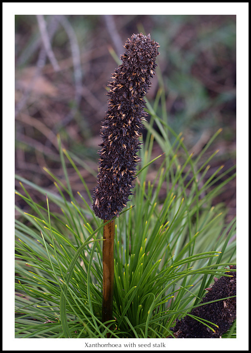 Xanthorrhoea with seed stalk