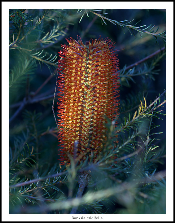 Banksia ericifolia